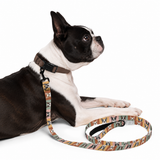 Pop Art Style Colored Boston Terriers Modern Tiles Pattern Dog Leash .