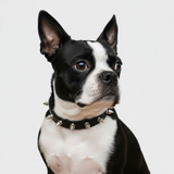 Spiked Studded PU Leather Dog Collar