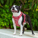 TrueLove Floral Dog Harness .