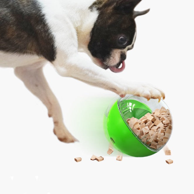 Boston Terrier playing with an Adjustable Feeding Puzzle Ball Dog Toy