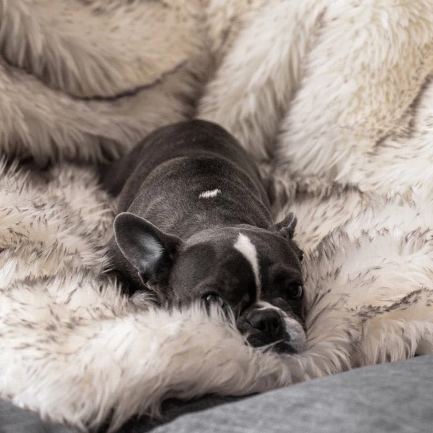 Warm Plush Dog Blanket