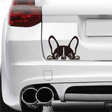 Peeking Boston Terrier Car Decal sticker