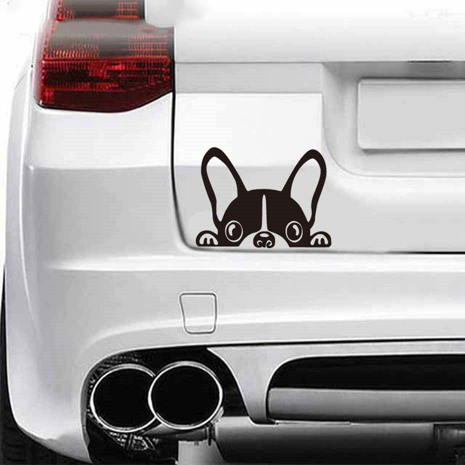 Peeking Boston Terrier Car Decal sticker