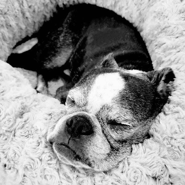 Boston Terrier sleeping in a super soft dog bed