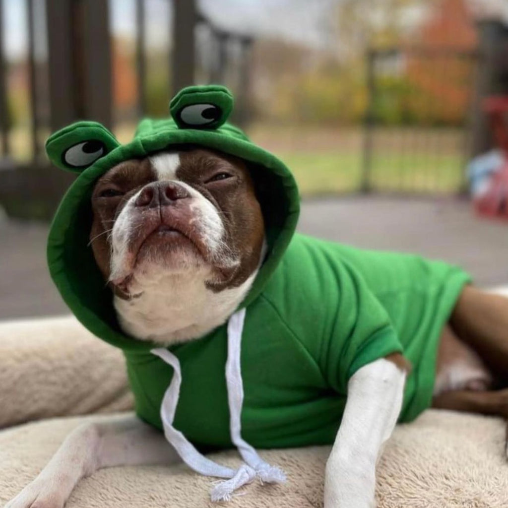 Boston Terrier wearing the Frog Dog Hoodie With Froggy Eyes