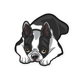 Boston Terrier Laying Down Sticker