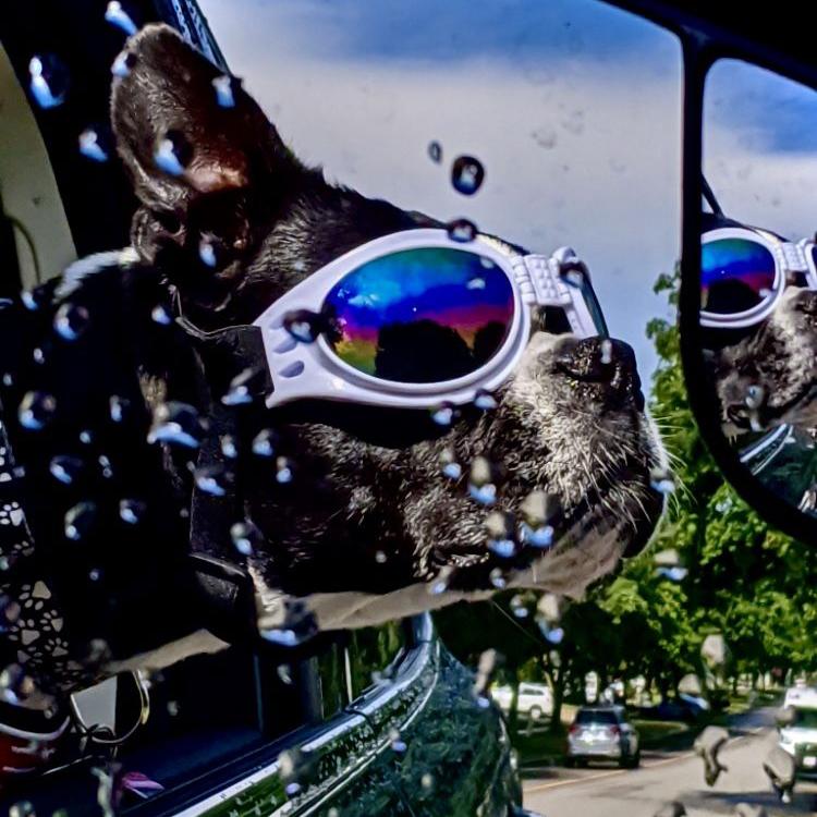 Leia the Boston Terrier with her Goggles