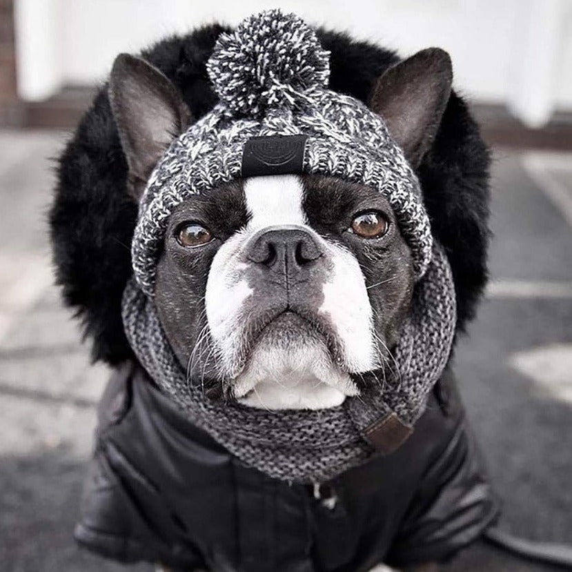 Boston Terrier wearing a Wool Beanie - Dog Winter Hat Toque